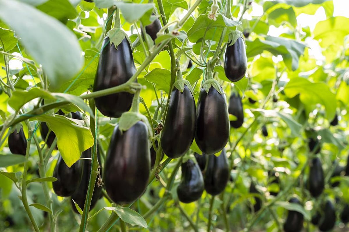 GM Crop, Unchecked Field