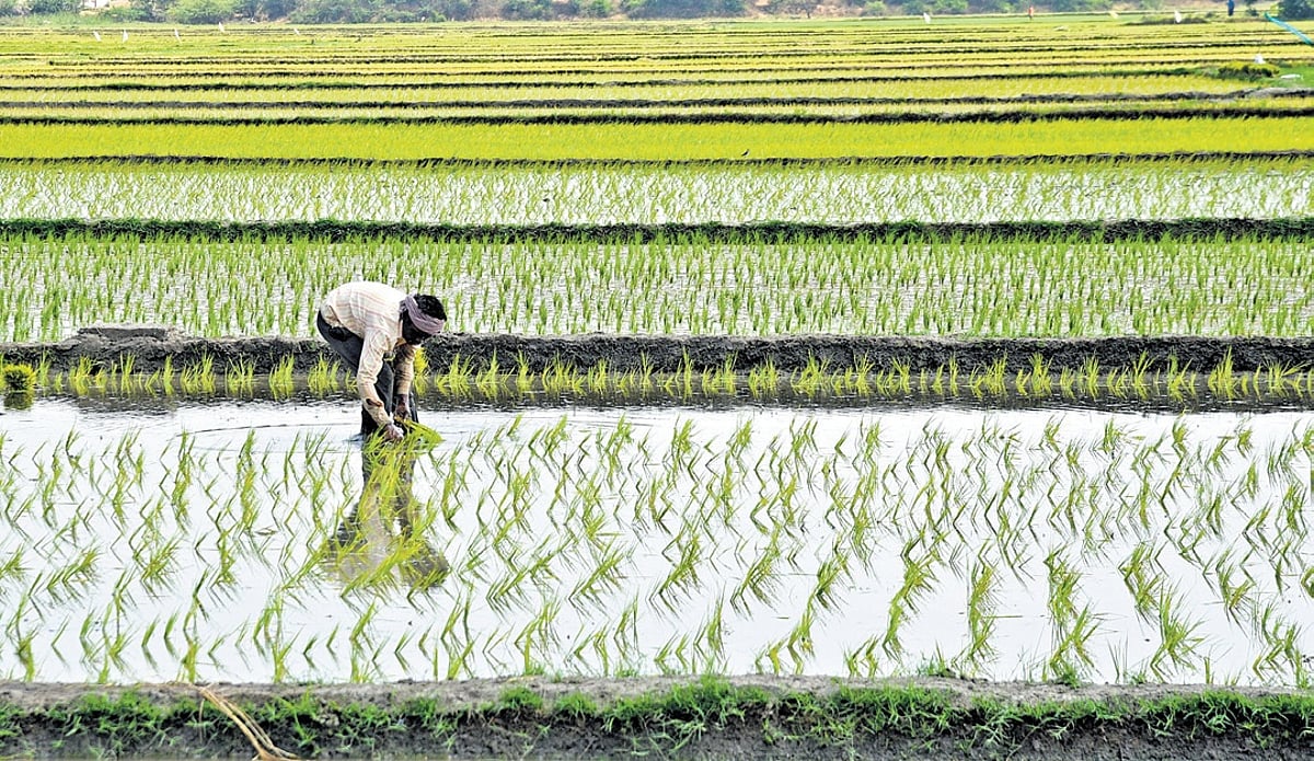 The Paddy Paradox