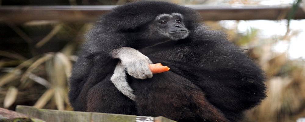 When Gibbons Go Quiet  