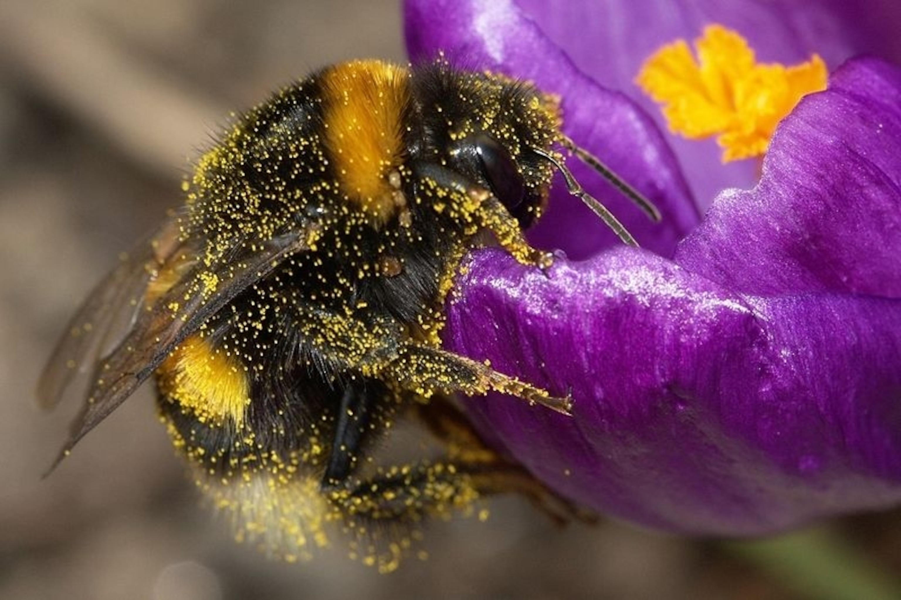 Ai Data Centers - The Bee Killer 