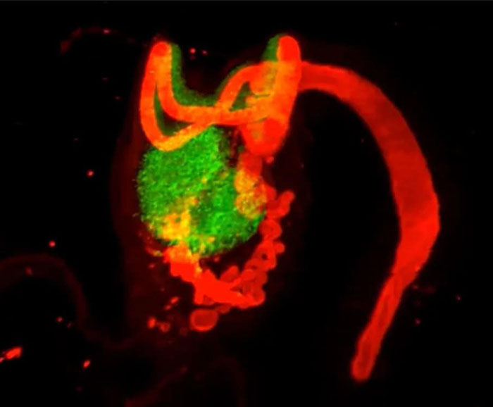 The Ovary's Forgotten Horseshoe
