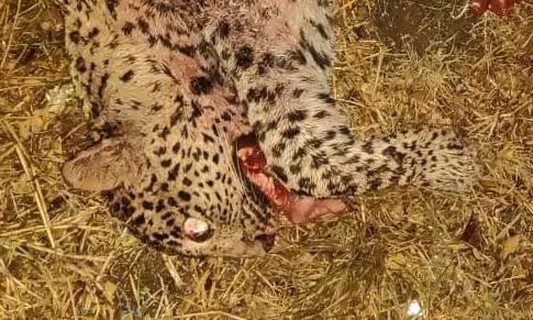 Kuno Cheetah Shot Dead, Centre Orders Probe