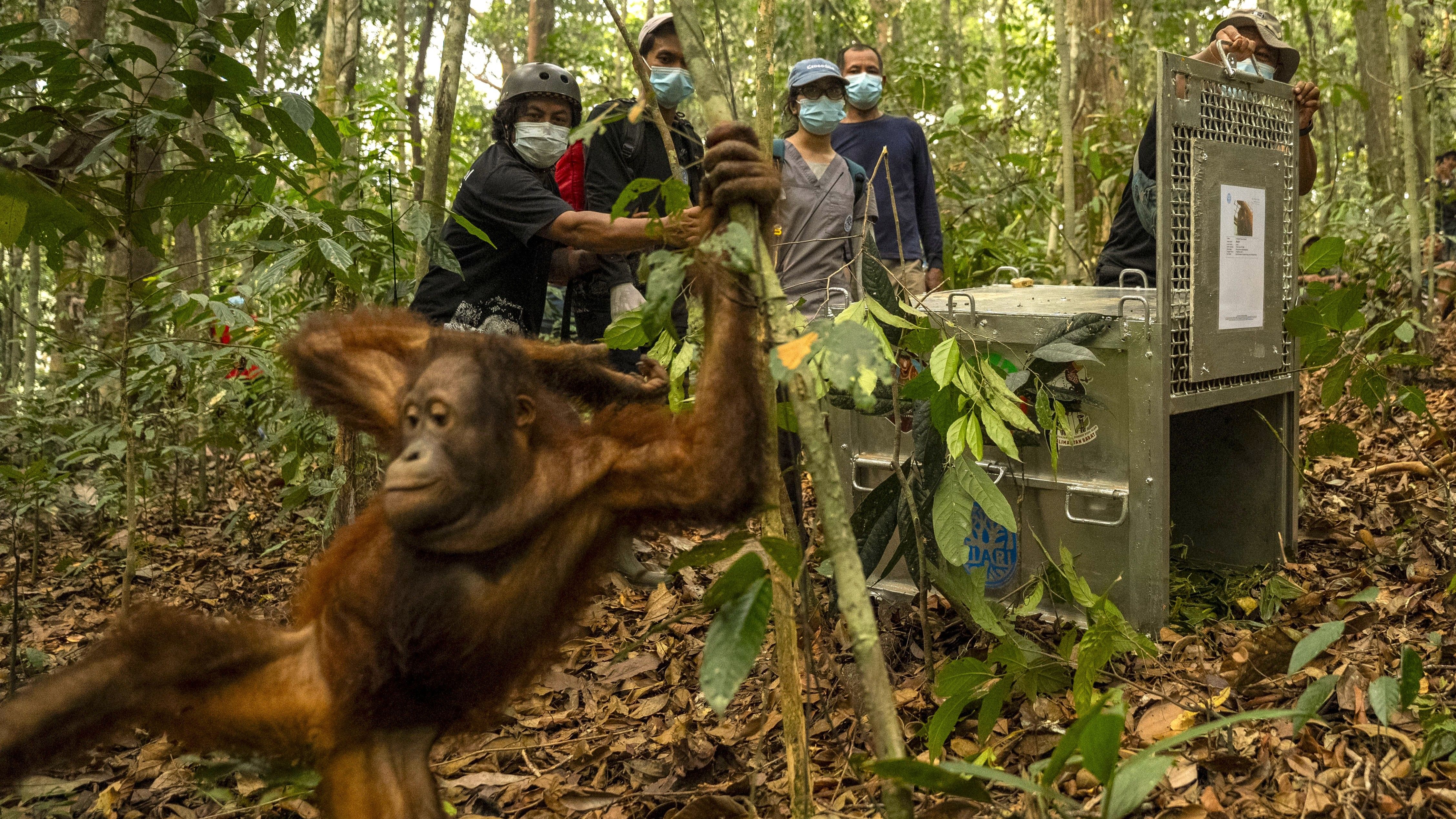 Orangutans On The Run
