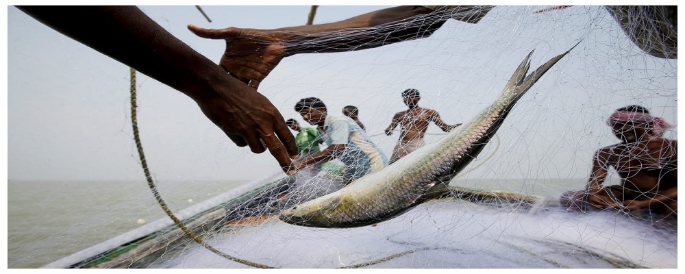 The Great Hilsa Flip  