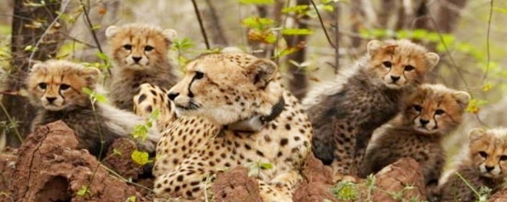 Project Cheetah at Four