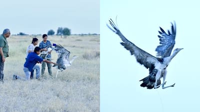 The Heaviest Bird Can't Dodge Power Lines